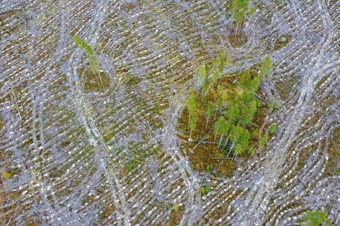 Aerial view over Swedish clearcut area, clearcutting, clearfelling is a forestry, logging practice