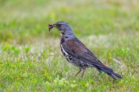 Fieldfare (Turdus pilaris) adult foraging in grassland, meadow with beak full of earthworms for