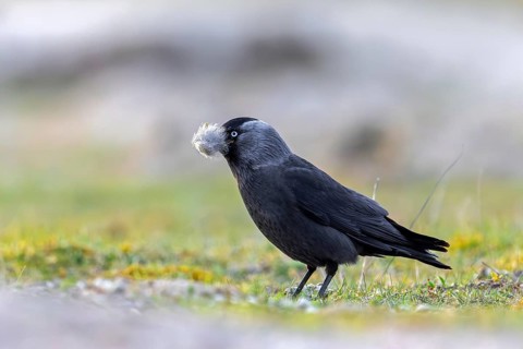 Western jackdaw, European jackdaw (Coloeus monedula) collecting nesting material like sheep's wool