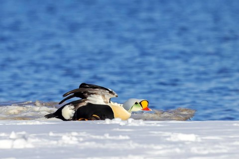 King eider (Somateria spectabilis) adult male in breeding plumage stretching wings on snow covered