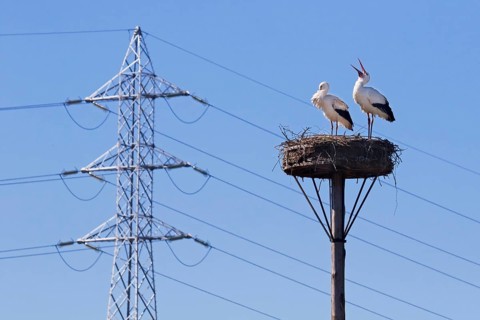 White storks (Ciconia ciconia) nesting pair in spring, migratory birds on nest in front of