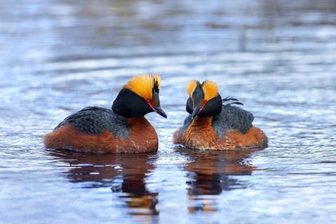 Horned grebe, Slavonian grebe (Podiceps auritus) pair in breeding plumage swimming in pond in