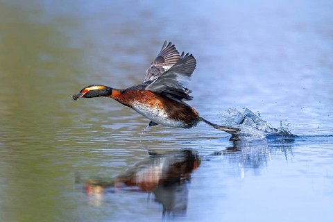 Horned grebe, Slavonian grebe (Podiceps auritus) in breeding plumage with dragonfly nymph in beak