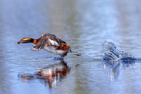 Horned grebe, Slavonian grebe (Podiceps auritus) in breeding plumage with dragonfly nymph in beak