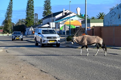 Oryx antelope or gemsbok (Oryx gazella) crossing a road, Oranjemund, Diamond Sperrgebiet, Karas