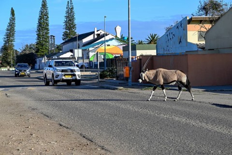 Oryx antelope or gemsbok (Oryx gazella) crossing a road, Oranjemund, Diamond Sperrgebiet, Karas