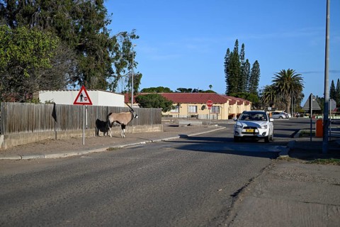 Oryx antelope or gemsbok (Oryx gazella) on a pavement, Oranjemund, Diamond Sperrgebiet, Karas