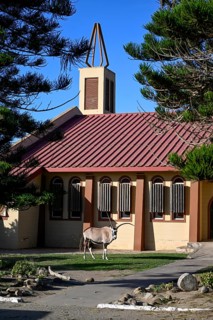 Oryx antelope or gemsbok (Oryx gazella) in front of the Dutch Reformed Church, Oranjemund, Diamond