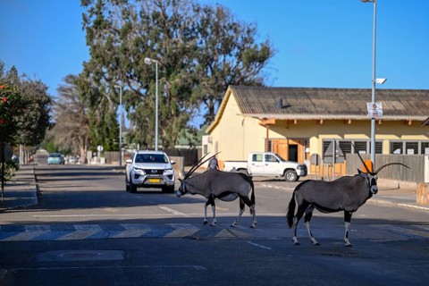 Oryx antelopes or gemsboks (Oryx gazella) crossing a road on a zebra crossing, Oranjemund, Diamond