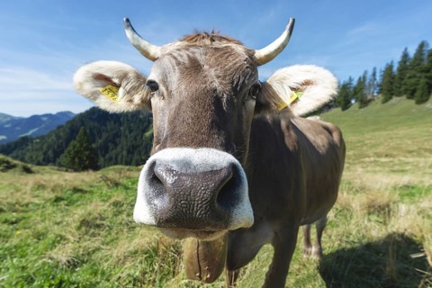 Curious Allgäu Brown Swiss, (Bos primigenius taurus), Allgäu, Bavaria, Germany
