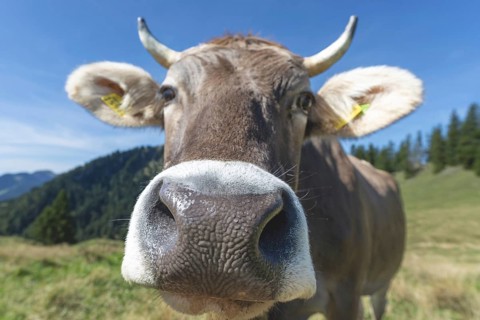 Curious Allgäu Brown Swiss, (Bos primigenius taurus), Allgäu, Bavaria, Germany