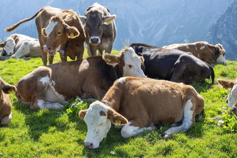 Hornless Allgäu cows, Alpine pasture landscape near Pfronten, Allgäu Alps, Allgäu, Bavaria, Germany