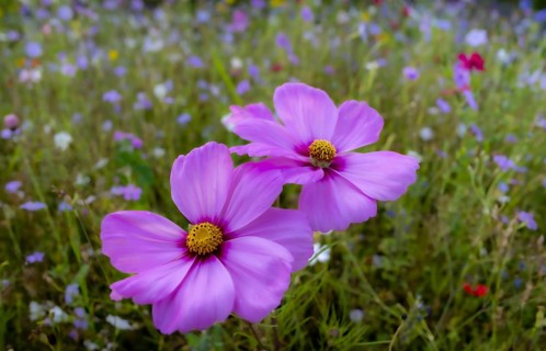 Flower meadow with ornamental basket (Cosmos bipinnatus), Allgäu, Bavaria, Germany