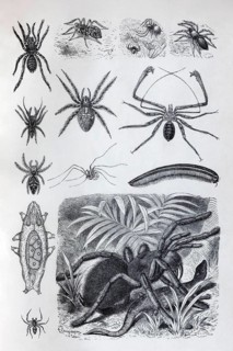 Plate arachnids (Arachnida) and millipedes (Myriapoda), tarantula (Theraposidae), historical book