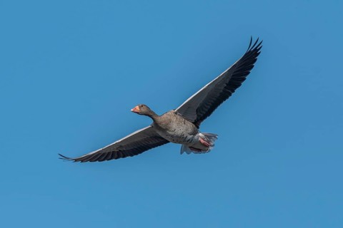 A greylag goose (Anser anser) hung in the clear sky with its wings outstretched and moved slowly