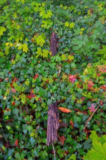 Photograph of a branch partially overgrown with ivy in autumn, Neustadt am Rübenberge, Lower