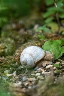 Photograph of a white snail (Gastropoda) on stony ground, Winnebach, San Candido, Val Pusteria,