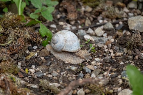 Photograph of a white snail (Gastropoda) on stony ground, Winnebach, San Candido, Val Pusteria,