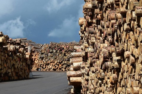 Enegie-Mann timber store in the Westerwald. The wood is processed into wood pellets, some of it