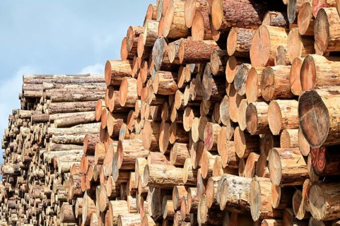 Enegie-Mann timber store in the Westerwald. The wood is processed into wood pellets, some of it