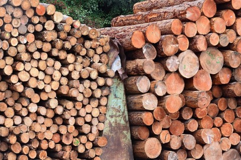 Enegie-Mann wood store in the Westerwald. The wood is processed into wood pellets