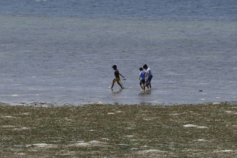 Children searching for shells and crabs on the reef top at low tide, Negros Occidental, Philippines