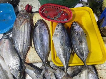 Market, market stall, fish, fresh tuna, San Carlos, Negros Occidental, Philippines