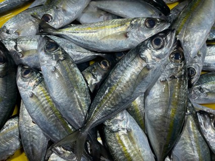 Market, market stall, fish, fresh sardines, San Carlos, Negros Occidental, Philippines