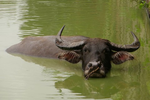 Water buffalo, Agriculture, Negros Occidental, Philippines