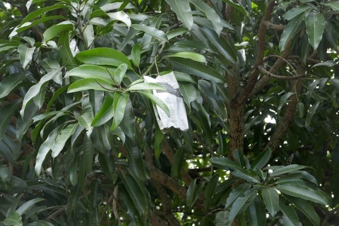 Mango tree, agriculture, ripe fruits are protected with paper against animals, Negros Occidental,