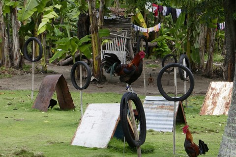 Cockfighting, breeding farm for fighting cocks, Negros Occidental, Philippines
