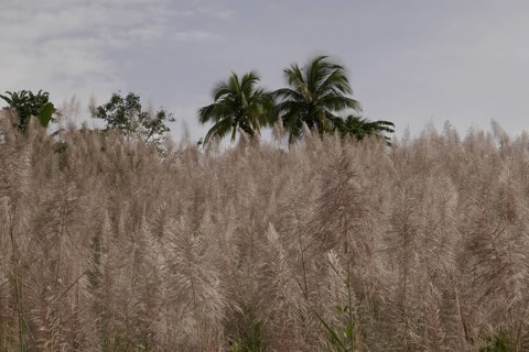 Sugar cane, harvest, sugar, sugar cane cultivation, field, agriculture, food production, Negros