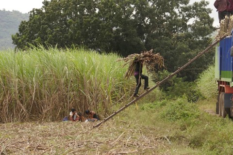 Worker loading a lorry with sugar cane, agricultural worker, harvest, sugar, sugar cane
