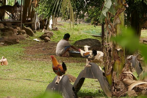 Cockfighting, breeding farm for fighting cocks, Negros Occidental, Philippines