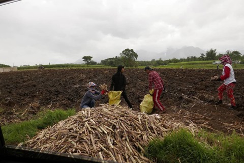 Four workers filling sacks with sugar cane, agricultural worker, harvest, sugar, sugar cane