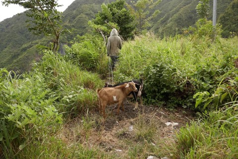 Baür with goats, farm labourer, field, agriculture, food production, Negros Occidental, Philippines