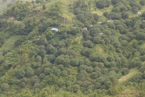 Mango plantation, field, agriculture, food production, Negros Occidental, Philippines