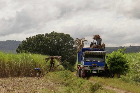 Worker loading a lorry with sugar cane, agricultural worker, harvest, sugar, sugar cane