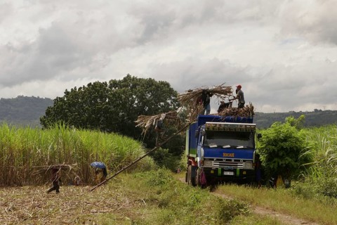 Worker loading a lorry with sugar cane, agricultural worker, harvest, sugar, sugar cane