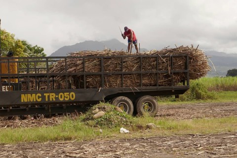 Worker loading a lorry with sugar cane, agricultural worker, harvest, sugar, sugar cane