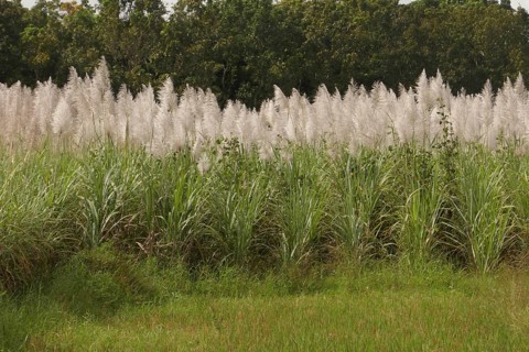 Sugar cane, harvest, sugar, sugar cane cultivation, field, agriculture, food production, Negros