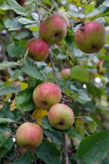 Apple variety, Boskoop, Boskop, apple, fruit, fruit variety, baked apple, food, foodstuffs,