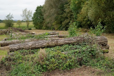 Sprawling nettles, firewood, timber industry, forestry, Swabian-Franconian Forest nature park Park,