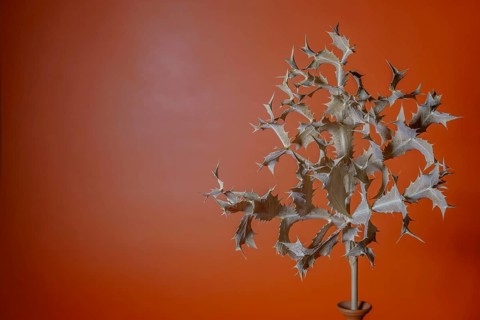 Dry thistle with thorns on an orange background creates a minimalist still life in ronda, malaga,