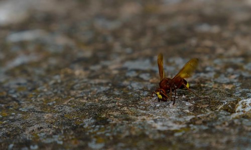 Hornet walking on a rock with spread wings, exploring its surroundings in ronda, malaga, spain