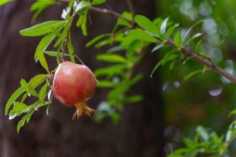 Ripe pomegranate hanging from a branch, surrounded by green leaves, in an orchard setting in ronda,