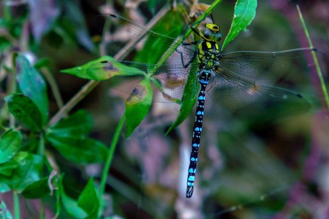 Close-up of a vibrant migrant hawker dragonfly clinging to a green leaf, showcasing its intricate