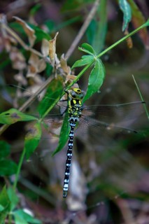 Southern hawker dragonfly perching on a green leaf in its natural habitat in ronda, malaga, spain