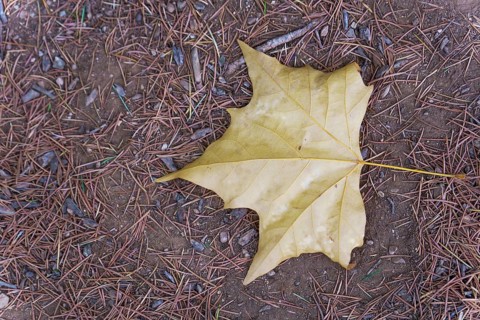 Close-up of a fallen yellow maple leaf lying on a bed of pine needles and dirt, capturing the