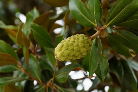 Close-up of a magnolia seed pod growing on a branch, surrounded by vibrant green leaves in ronda,